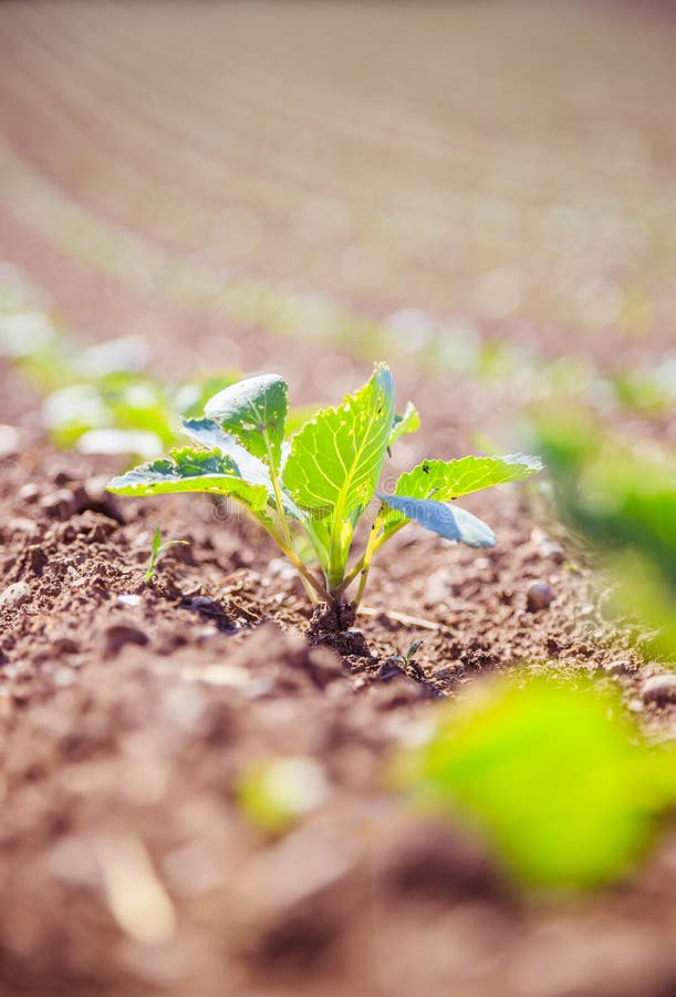 Plantes vertes fraîches sur un champ d'agriculture image libre de droits Plantes vertes fraîches sur un champ d'agriculture image libre de droits