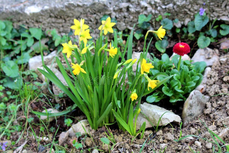 Plantes Vivaces De Narcisse Ou De Jonquille Avec Les Fleurs Ouvertes Et  Fermées Jaunes Lumineuses Plantées à Côté Des Fleurs De M Photo stock -  Image du ensuite, commun: 141766440