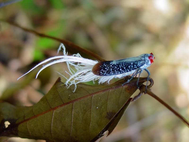 Piume Di Fagiano All'ingrosso Da 100 Pezzi - Piume Di Coda Lunghe - Foto 7