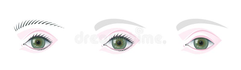 Plantilla Del Ojo Y De La Frente Para La Tecnología Del Maquillaje Que Estudia Y De Enseñanza Ilustración del Vector - Ilustración de proporciones, modelo: 152855943 Plantilla Del Ojo Y De La Frente Para La Tecnología Del Maquillaje Que Estudia Y De Enseñanza Ilustración del Vector - Ilustración de proporciones, modelo: 152855943