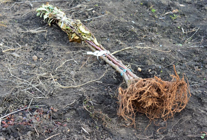 Planting bare root trees in autumn. A close-up of bare root fruit trees on the ground ready for planting