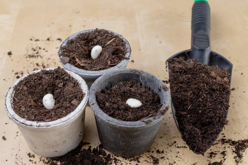 Planting of beans in small pots. Gardening work in home conditions. Light background