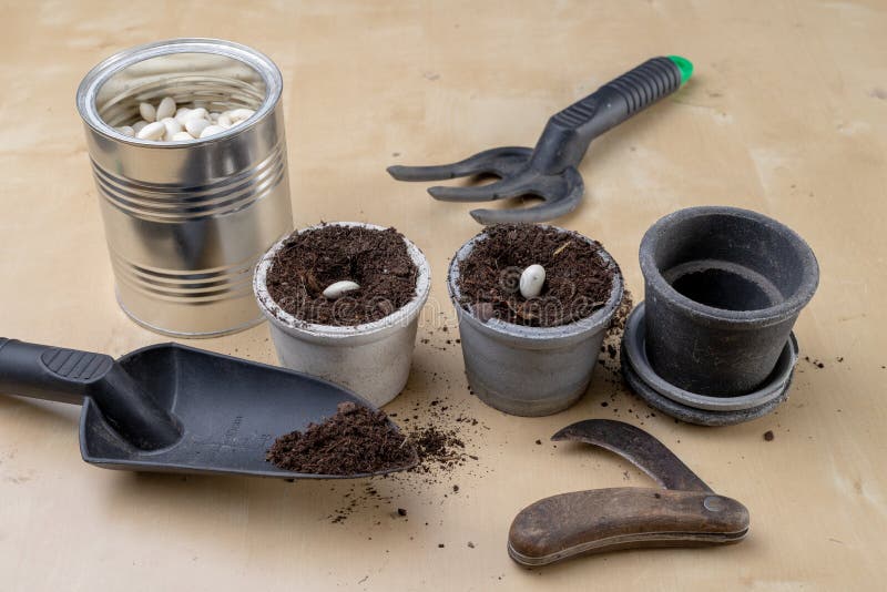 Planting of beans in small pots. Gardening work in home conditions. Light background