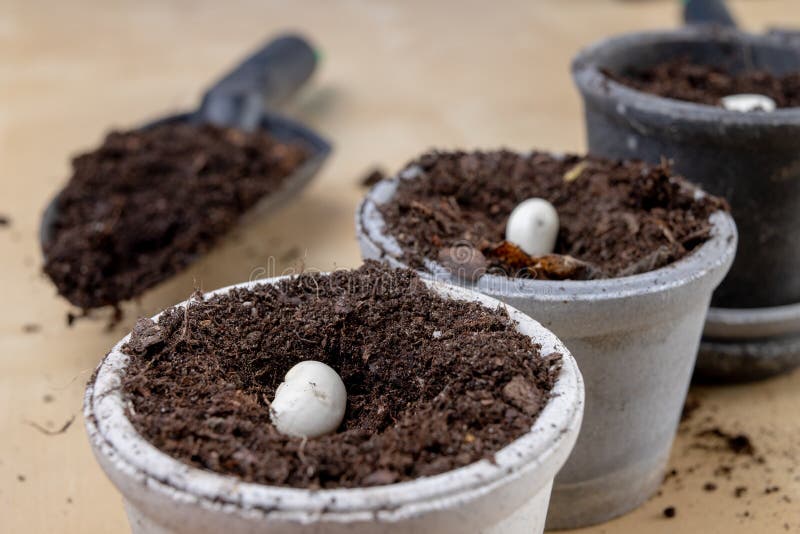 Planting of beans in small pots. Gardening work in home conditions. Light background