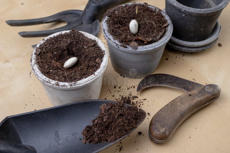 Planting of beans in small pots. Gardening work in home conditions. Light background