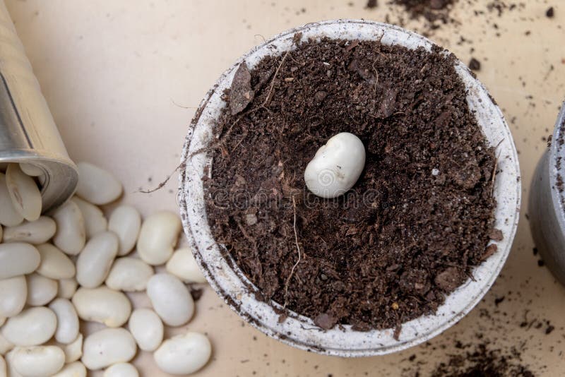 Planting of beans in small pots. Gardening work in home conditions. Light background