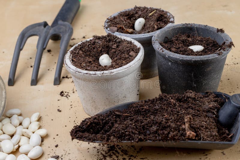 Planting of beans in small pots. Gardening work in home conditions. Light background