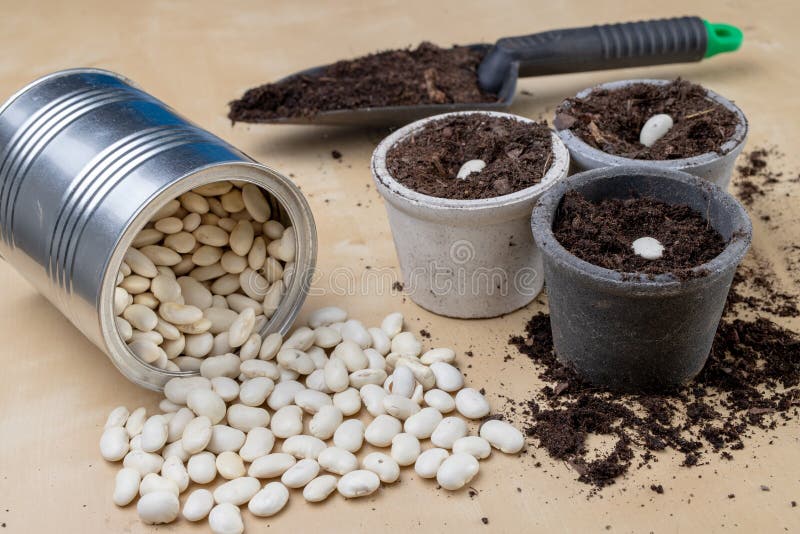 Planting of beans in small pots. Gardening work in home conditions. Light background