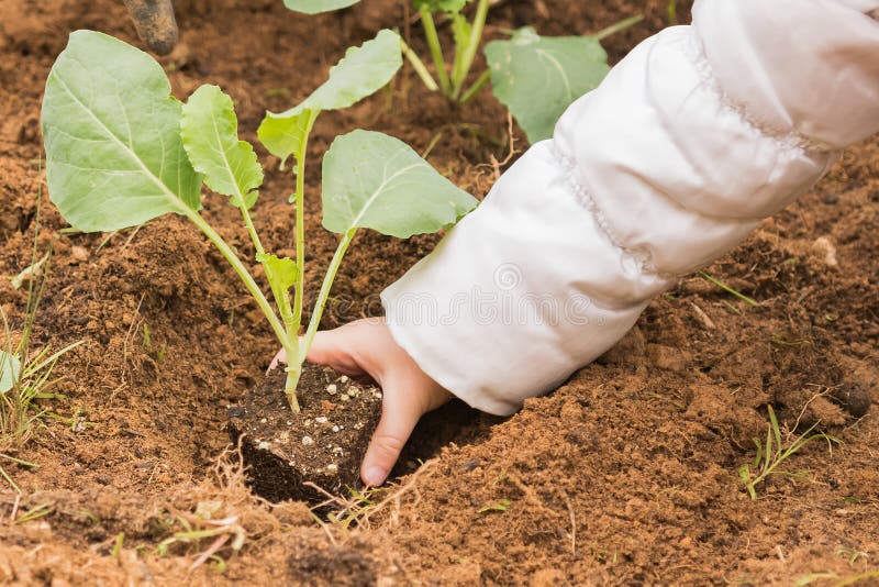 Planting a cauliflower into the fresh soil of a garden. royalty free stock image Planting a cauliflower into the fresh soil of a garden. royalty free stock image