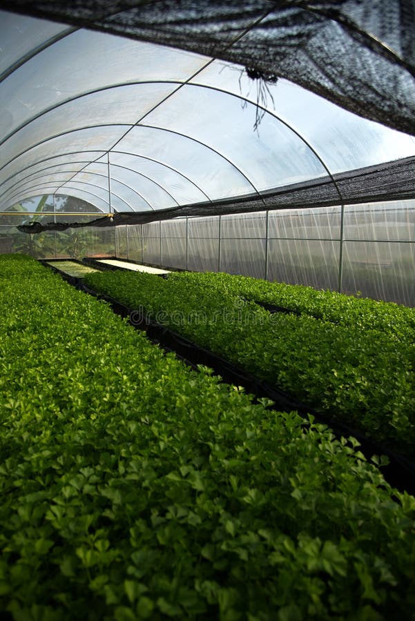 Planting of Celery in Greenhouse Via the Dynamic Root Floating