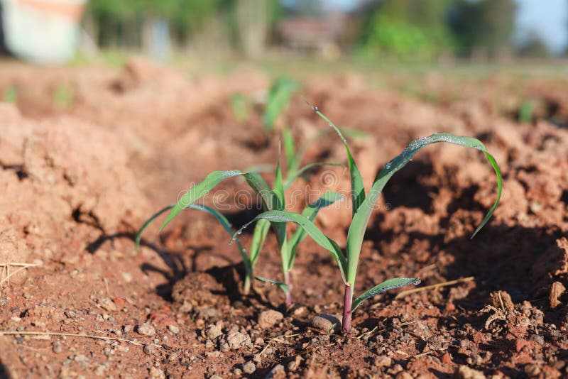 Planting Corn Seedlings on the Ground and Growing Economic Plants Stock