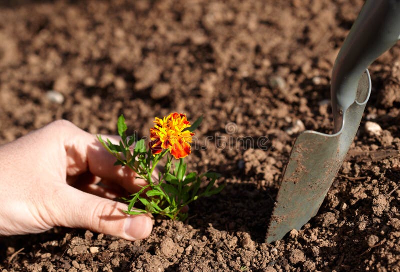 Planting flower stock image. Image of hobby, sunny, spade 19131999