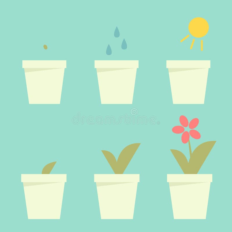 Planting flower info graphic