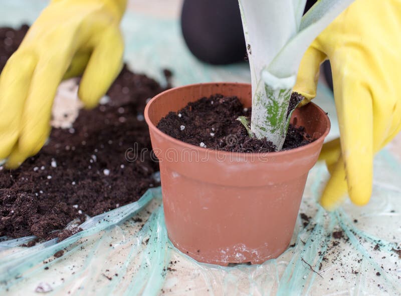 Planting a flower. stock photo. Image of finger, parts 38934736