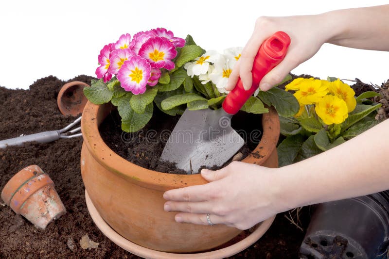 Planting flowers stock image. Image of botanic, bloom 23585269