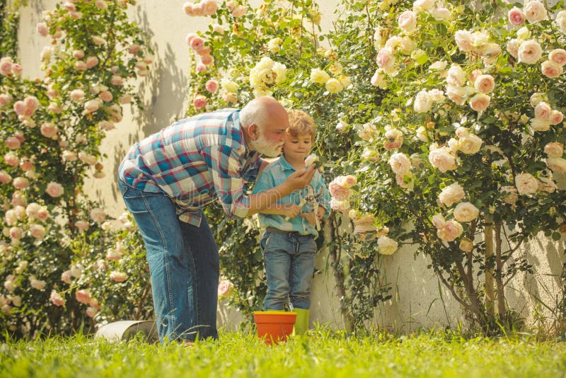 Planting flowers. Grandfather and grandson in beautiful garden. Child are in the garden watering the rose plants. Happy royalty free stock image Planting flowers. Grandfather and grandson in beautiful garden. Child are in the garden watering the rose plants. Happy royalty free stock image