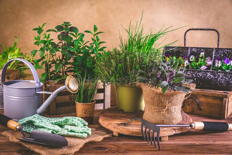 Planting and Gardening Concept Herbs, Seedling and Plants Ready for