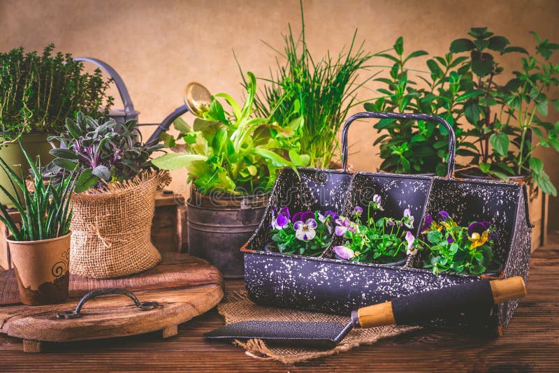 Planting and Gardening Concept Herbs, Seedling and Plants Ready for