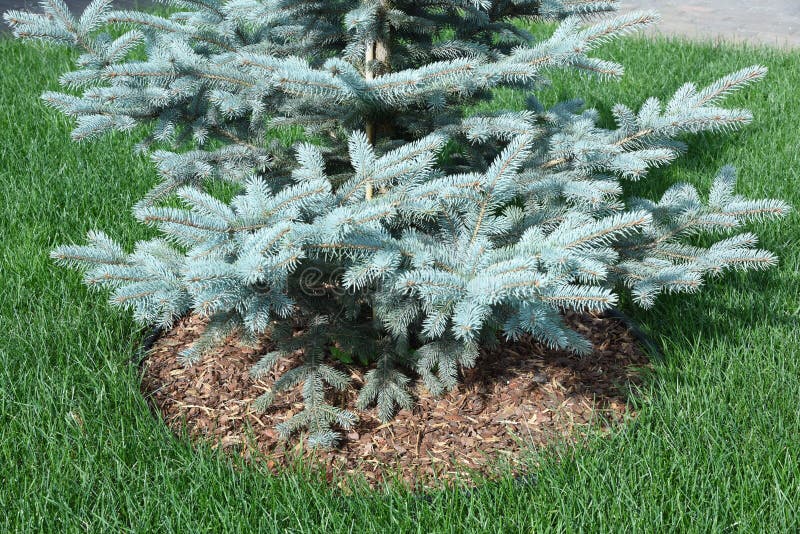 Planting or growing pine or spruce tree with organic mulch trunk-circle around the grass. Planting or growing pine or spruce tree with organic mulch trunk-circle around the grass