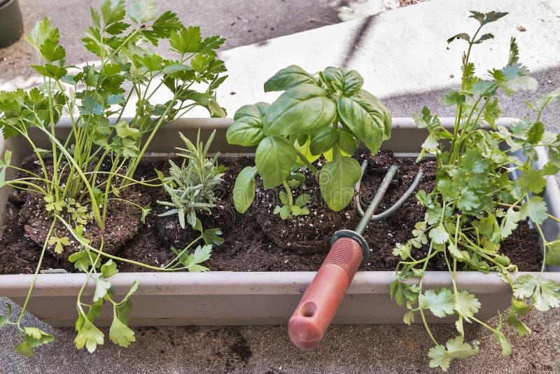 Planting herbs in a window box garden