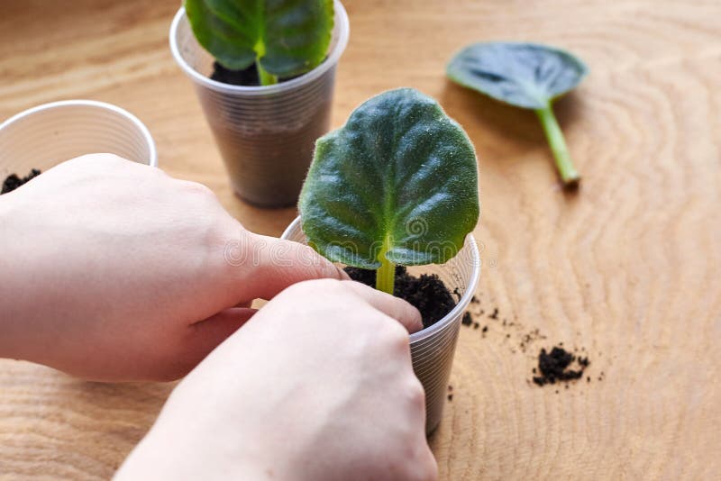 Planting a leaf of violet, Saintpaulia, in a prepared container with ground stock images Planting a leaf of violet, Saintpaulia, in a prepared container with ground stock images