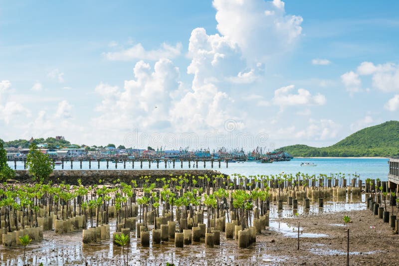 Planting Mangroves Replacement This Reduces The Problem Of Coastal