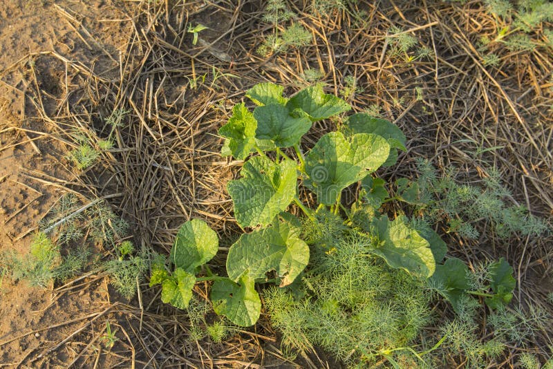 Planting melon in the dill garden on the sandy soil stock images