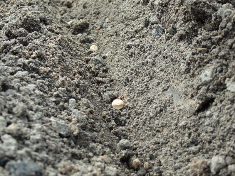 Planting Peas in the Garden. Planting Seed of Green Peas into Soil
