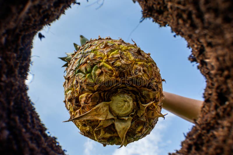 Planting Pineapple into the Ground. View of a Freshly Dug Pit in a Bed