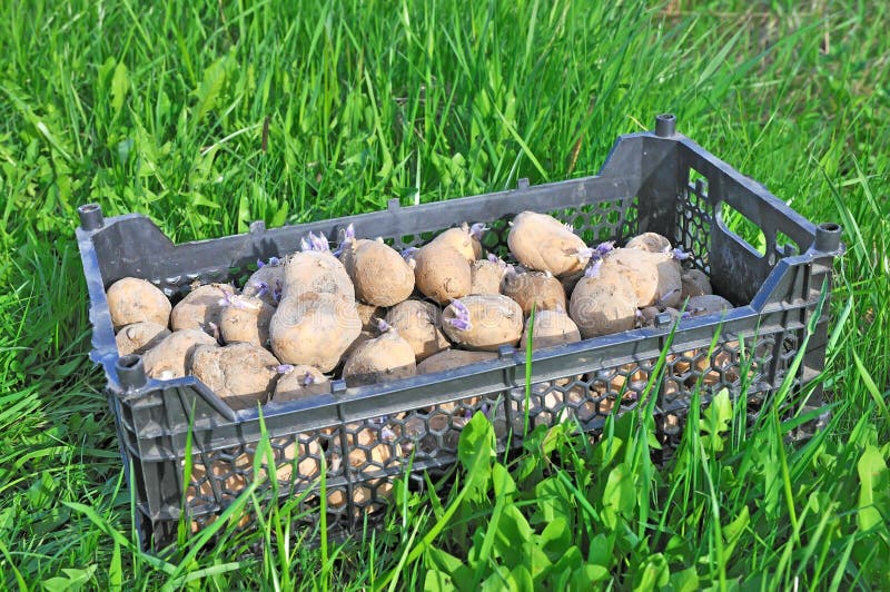 Planting potatoes.