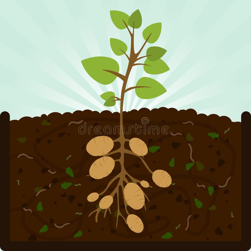 Planting Potatoes and Compost Stock Vector Illustration of bacteria