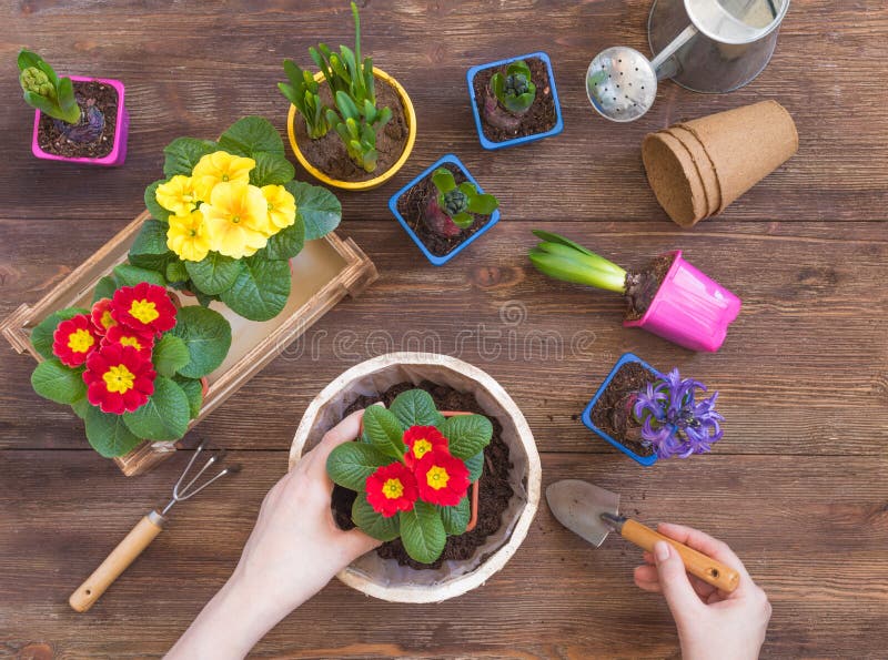 Planting Primrose Primula Vulgaris, violet hyacinth, daffodils potted, tools, woman hands, spring gardening concept royalty free stock photos Planting Primrose Primula Vulgaris, violet hyacinth, daffodils potted, tools, woman hands, spring gardening concept royalty free stock photos