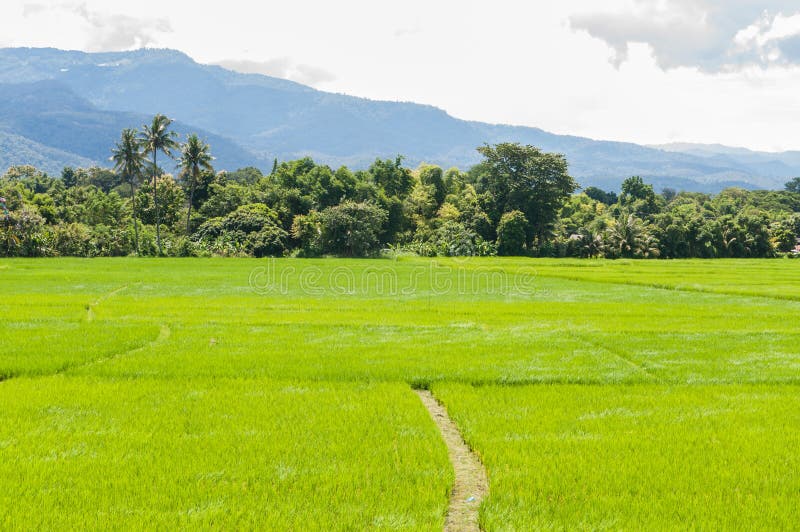 Planting rice in the farm