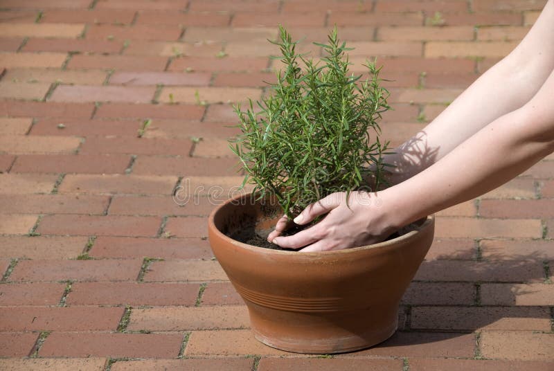 Planting rosemary