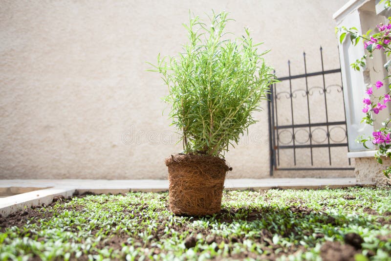 Planting Rosemary Plant Outdoors Stock Image Image of herb, herbal