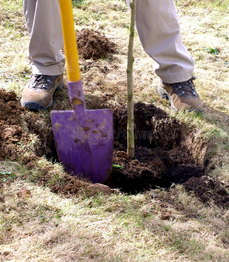 Planting sapling tree