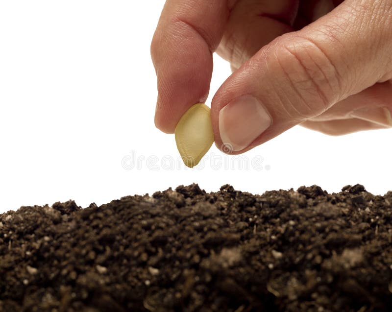 Planting A Seed XXXL