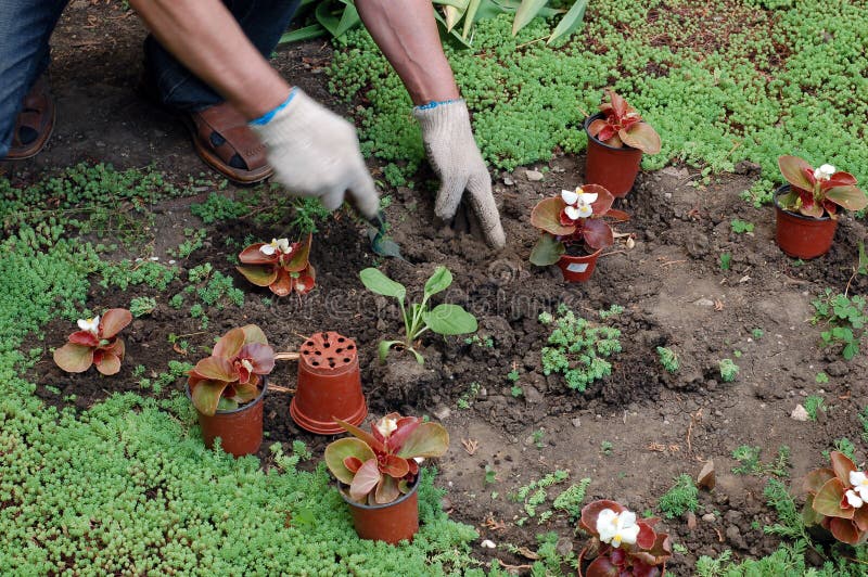 Planting the seedlings stock photo