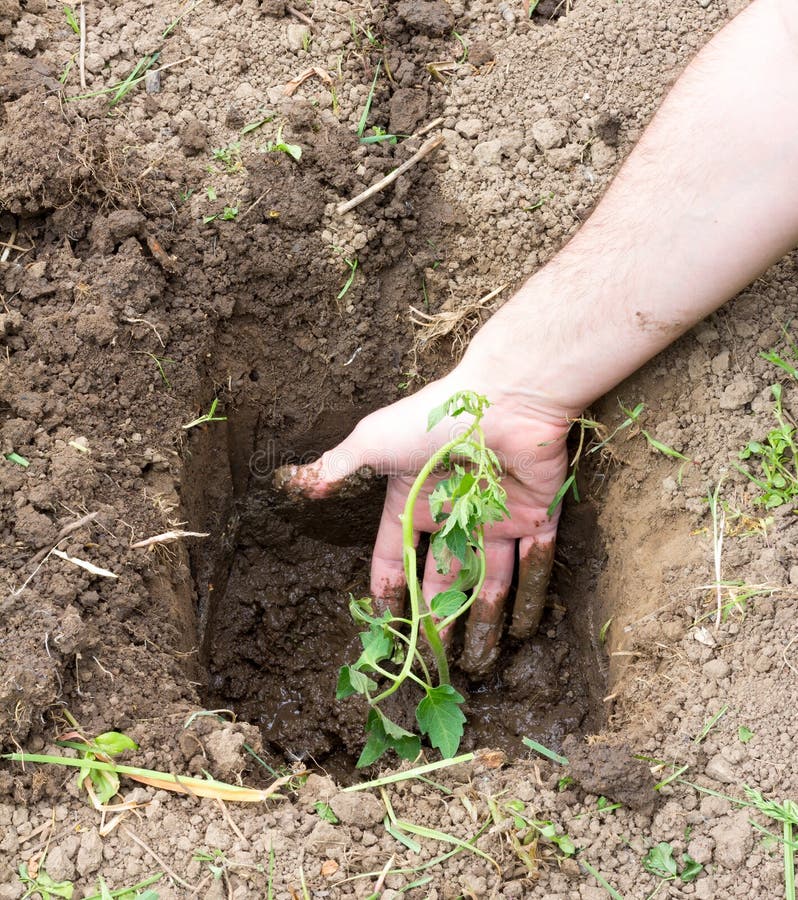 Planting Seedlings of Tomatoes in the Ground Stock Photo Image of