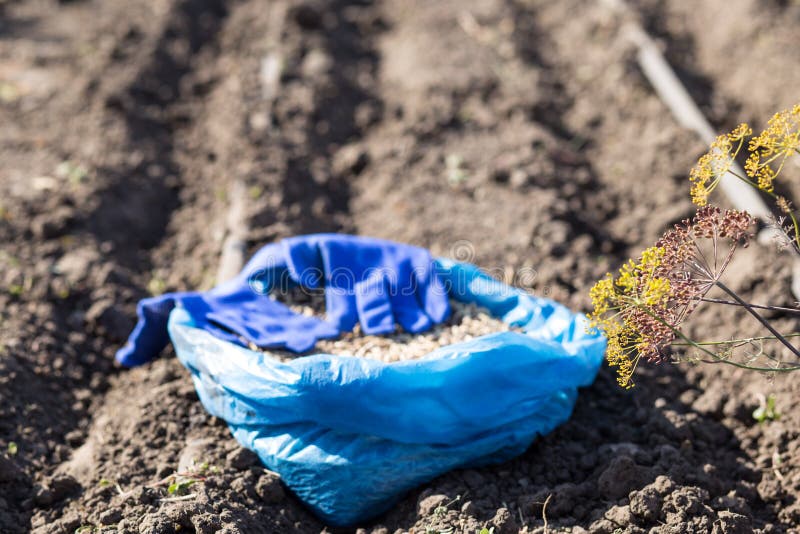 Planting Seeds for Drip Irrigation Stock Photo Image of child, flower