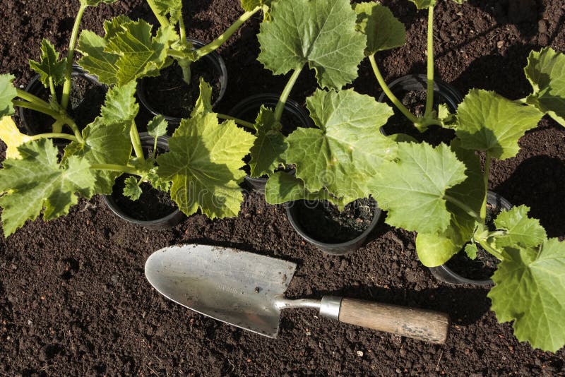 Planting Seeds in Prepared Soil Stock Photo Image of crop, food 14963466