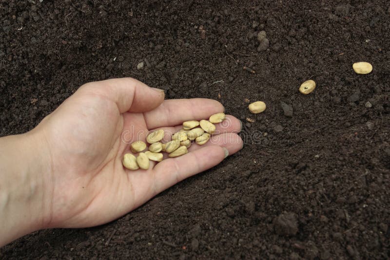 Planting Seeds in Prepared Soil Stock Photo Image of crop, food 14963466
