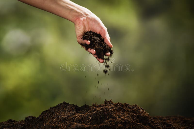 Planting a small plant on pile of soil