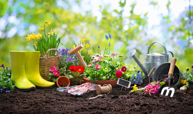 Planting spring flowers in the garden