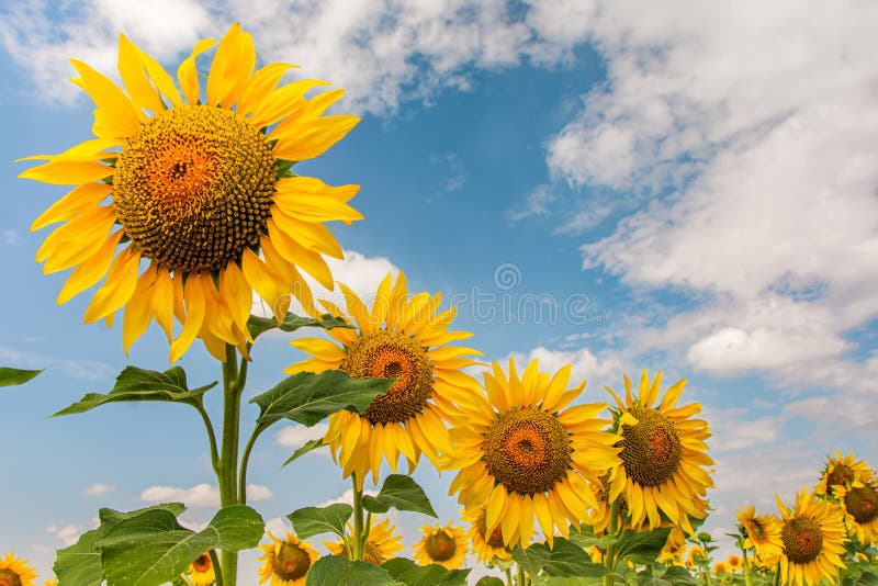 Planting Sunflowers in the Field Stock Image Image of outdoors, field 187484697