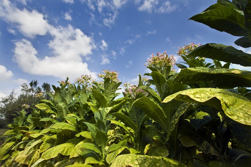 Planting tobacco