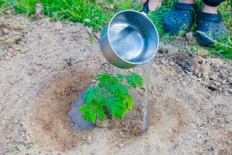 During Planting Tomato Seedlings Need To Be Watered. Stock Photo Image of seedling, seedlings