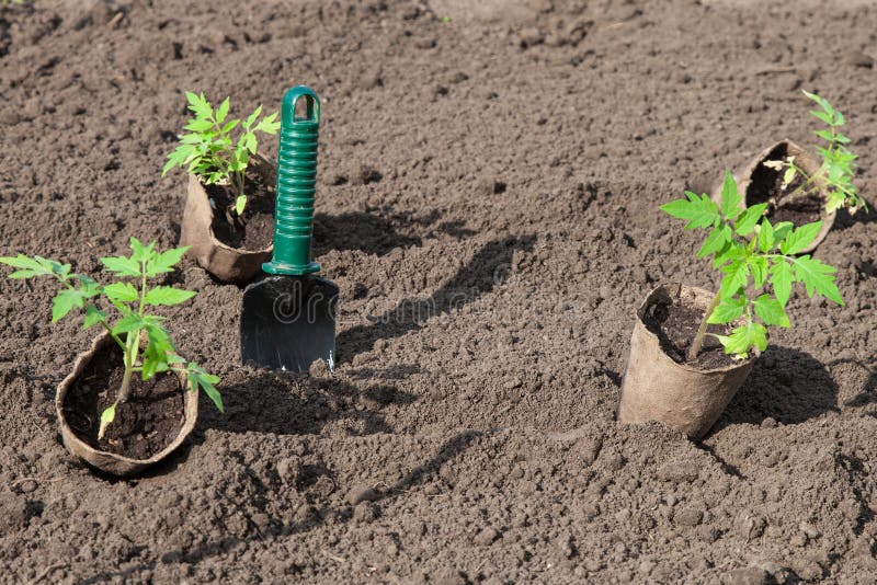 Planting tomatoes in the soil stock images Planting tomatoes in the soil stock images