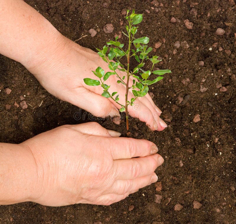 Planting a tree