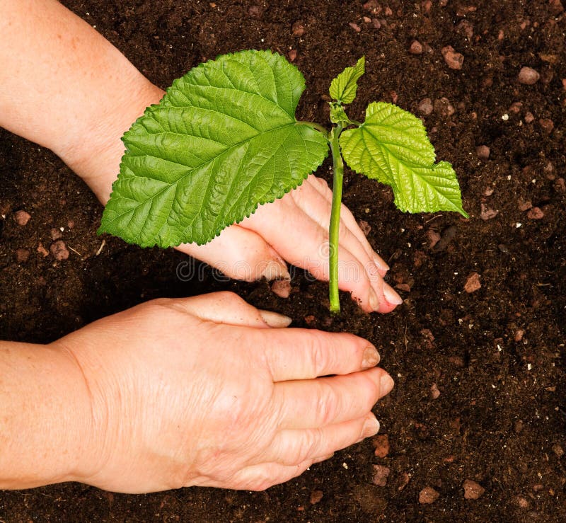 Planting a tree